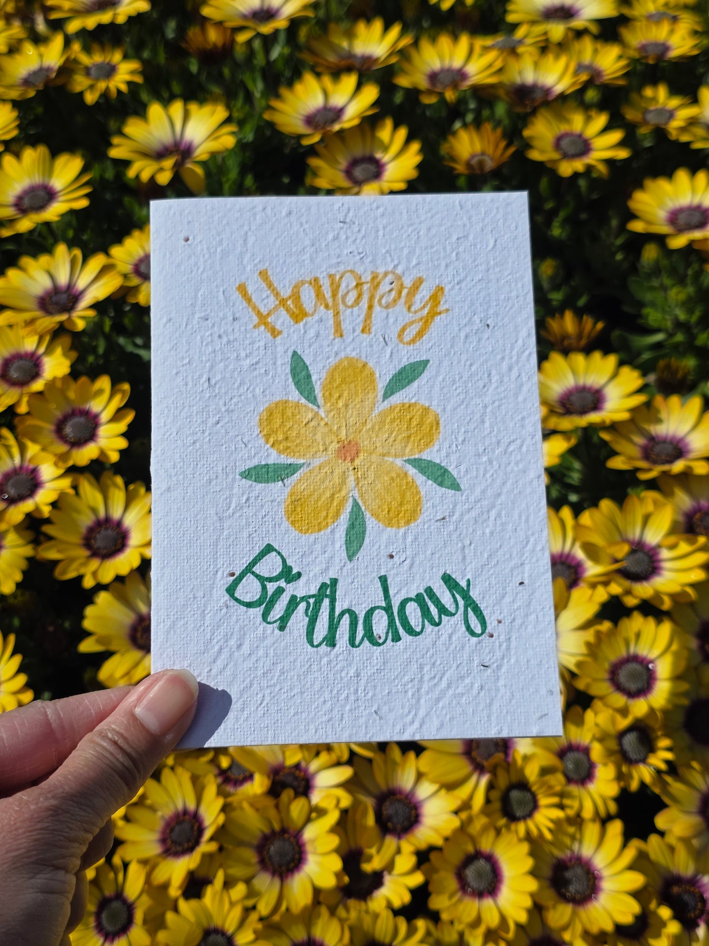Mystery Seeded Cards 3-Pack